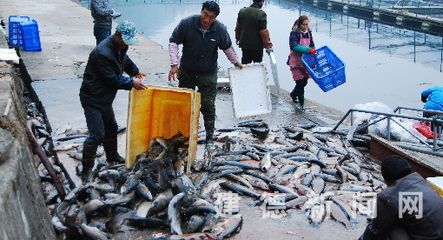 春节临近 新鲜鱼需求量增