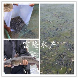 鱼类-斑点叉尾鮰鱼苗-鱼类尽在阿里巴巴-广州花山富隆水产养殖场