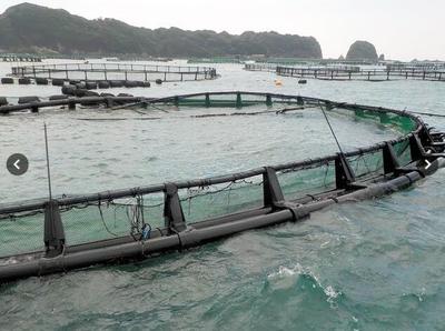 日本台风致养殖场损失600条金枪鱼 亏损逾617万元