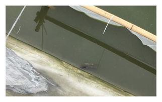 夏季水产养殖泥鳅,孵化中水霉处理方法